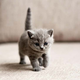Imagen para el artículo titulado Si eres dueño de un gato, los científicos quieren saber de ti